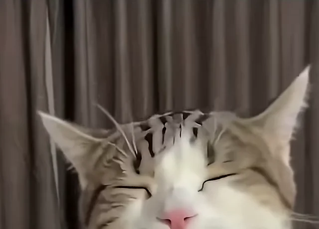 A cat squinting with a smug grin