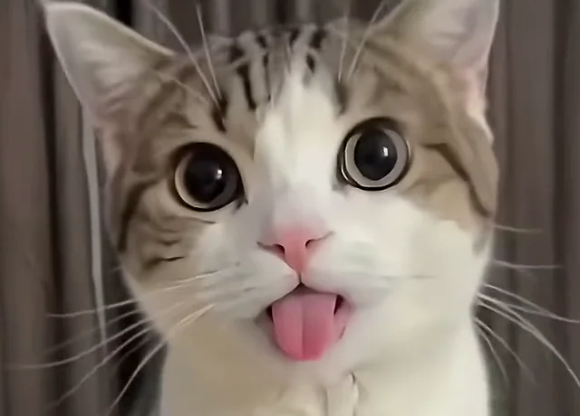 The same cat with wide eyes and its tongue out